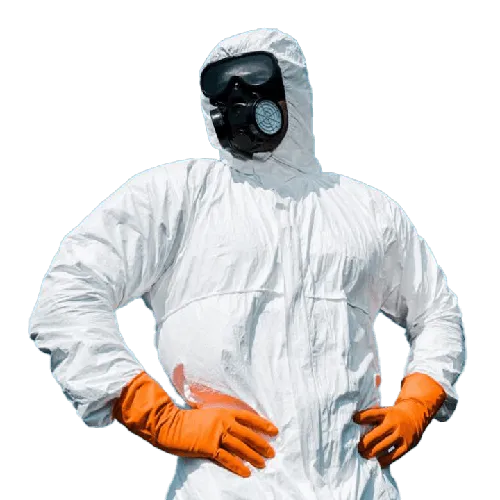 Mold Removal