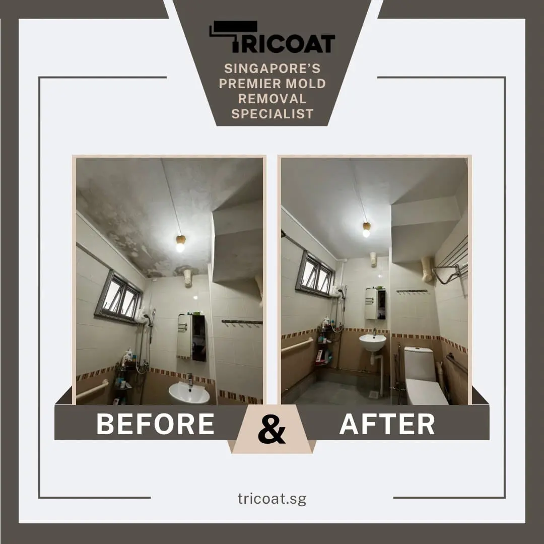 Tricoat professional mold remediation and anti-mold painting for a residential ceiling in Singapore.